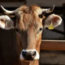 На севере Коми строят ферму для разведения крупного рогатого скота