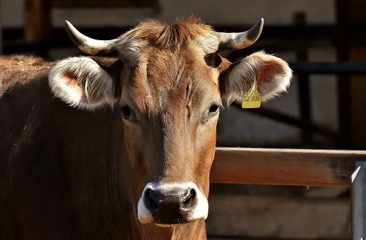 На севере Коми строят ферму для разведения крупного рогатого скота  