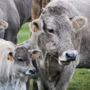 В Коми внесут изменения в закон «О племенном животноводстве»