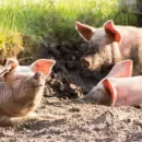 Минсельхоз Коми призвал свиноводческие фермы перепрофилироваться на альтернативные виды животноводства