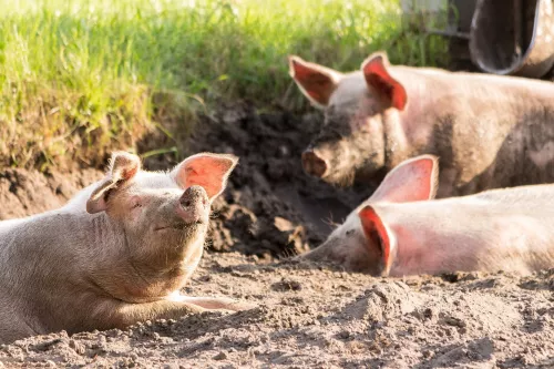 Минсельхоз Коми призвал свиноводческие фермы перепрофилироваться на альтернативные виды животноводства 