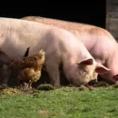Фермерам Коми рекомендуют не покупать свиней из-за вспышки африканской чумы