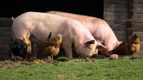 Фермерам Коми рекомендуют не покупать свиней из-за вспышки африканской чумы