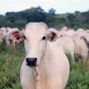 Минсельхоз Коми предлагает увеличить субсидии животноводам