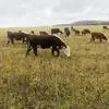 нетели, коровы, телята породы Герефорд в Магнитогорске