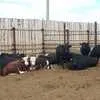 бычки на доращивание мясных пород в Магнитогорске